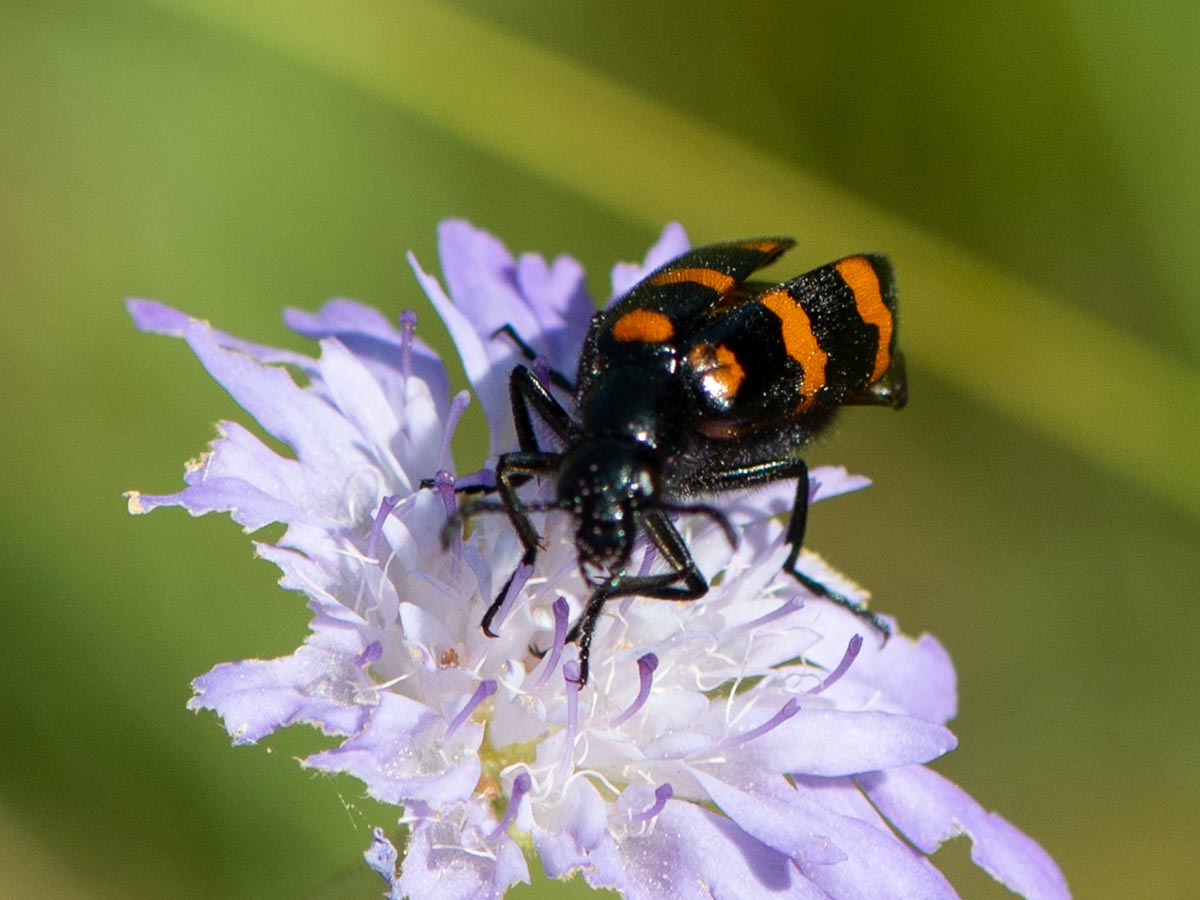 Habitus